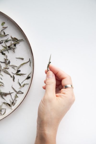 Auste marie media _ Silver Needle Tea Co_ photoshoot_II